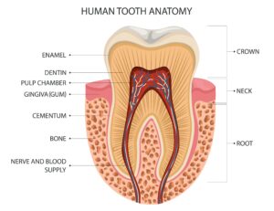 Human tooth anatomy diagram illustrating enamel, dentin, pulp chamber, gingiva, cementum, bone, and nerve and blood supply, relevant to understanding tooth sensitivity in cold weather.